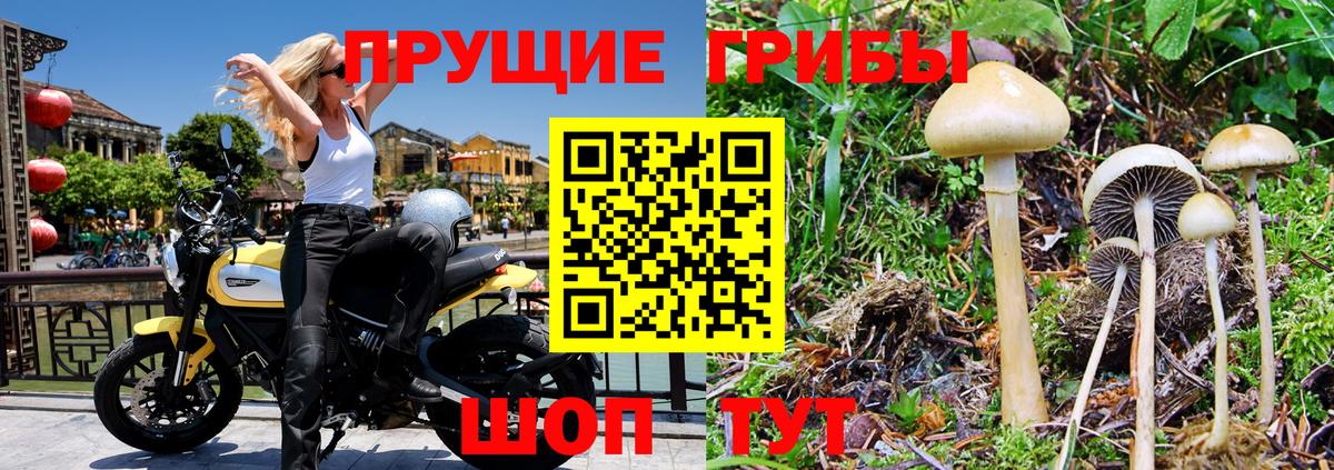 Саров  Галлюциногенные грибы Psilocybe  Галлюциногенные грибы мицелий  Вход с VPN 