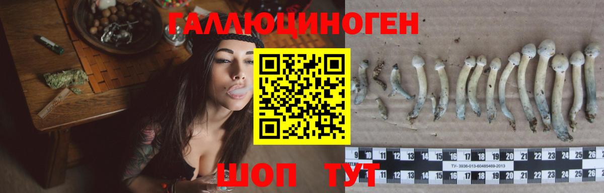 Галлюциногенные грибы Psilocybine cubensis Саров